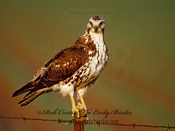 Buteo swainsoni  SWAINSON'S HAWK 204623 z