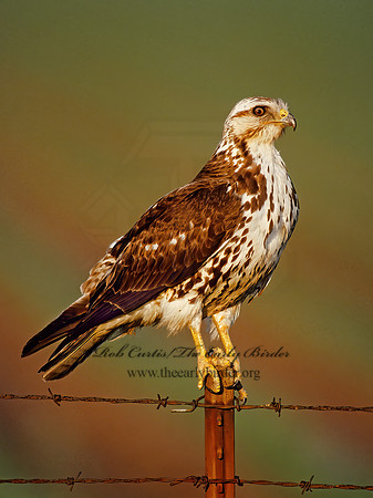Buteo swainsoni  SWAINSON'S HAWK 204627z