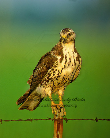 Buteo swainsoni  SWAINSON'S HAWK 204532z
