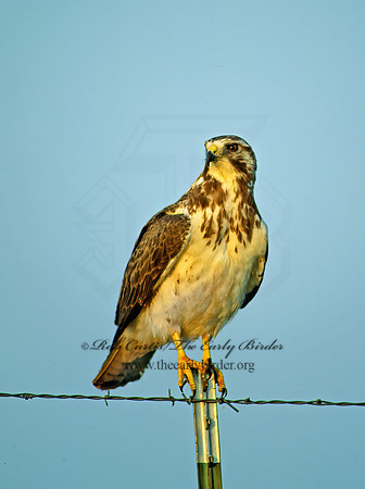 Buteo swainsoni  SWAINSON'S HAWK 71105z