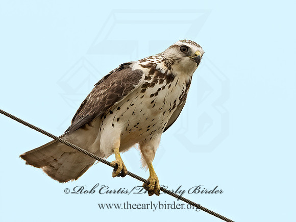 Buteo swainsoni  SWAINSON'S HAWK 3031883z