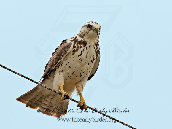 Buteo swainsoni  SWAINSON'S HAWK 3031886z