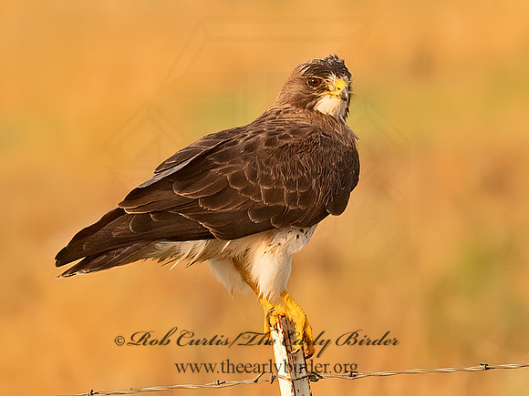 Buteo swainsoni  SWAINSON'S HAWK 6040454z