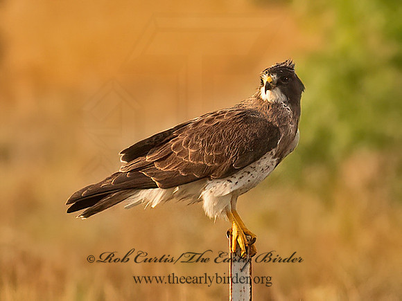 Buteo swainsoni  SWAINSON'S HAWK 6040460z