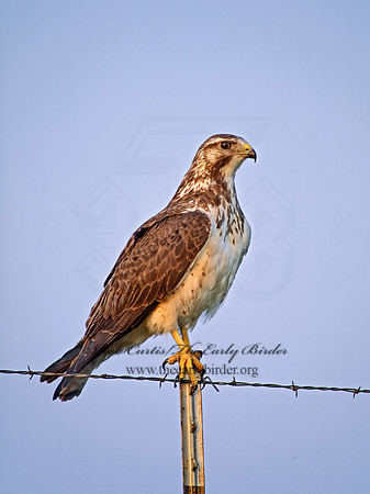 Buteo swainsoni  SWAINSON'S HAWK 71215z