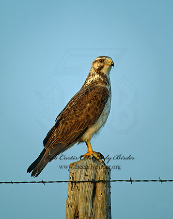 Buteo swainsoni  SWAINSON'S HAWK 71111z