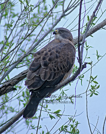Buteo swainsoni  SWAINSON'S HAWK 144337z