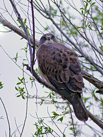 Buteo swainsoni  SWAINSON'S HAWK 144406z
