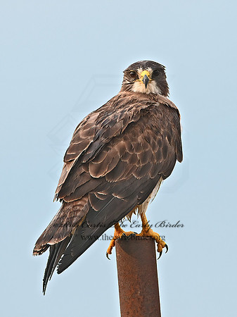 Buteo swainsoni  SWAINSON'S HAWK 3034772z