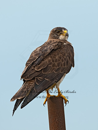 Buteo swainsoni  SWAINSON'S HAWK 3034770z