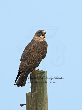 Buteo swainsoni  SWAINSON'S HAWK 7011653z