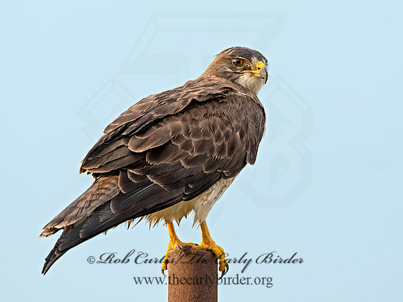 Buteo swainsoni  SWAINSON'S HAWK 3034778z