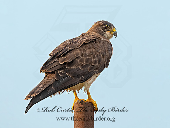 Buteo swainsoni  SWAINSON'S HAWK 3034777z