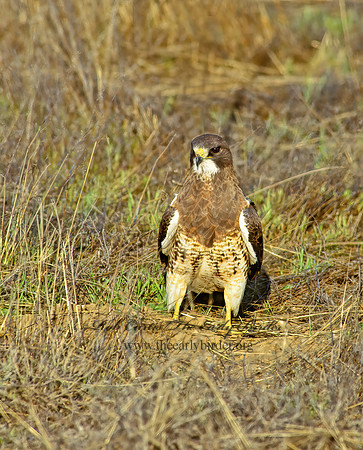 Buteo swainsoni  SWAINSON'S HAWK 144524z