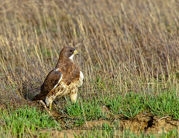 Buteo swainsoni  SWAINSON'S HAWK 144536z