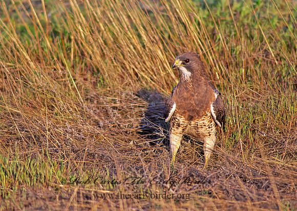 Buteo swainsoni  SWAINSON'S HAWK 144635z