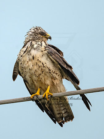 Buteo swainsoni  SWAINSON'S HAWK 3034725z