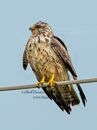 Buteo swainsoni  SWAINSON'S HAWK 3034740z