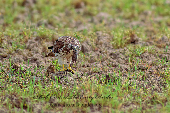 Buteo swainsoni  SWAINSON'S HAWK 86906z