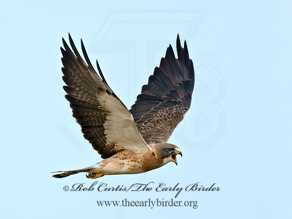 Buteo swainsoni  SWAINSON'S HAWK 7011657z