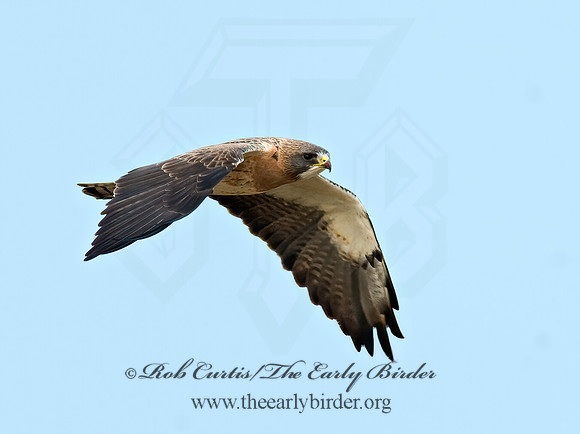 Buteo swainsoni  SWAINSON'S HAWK 7011646z
