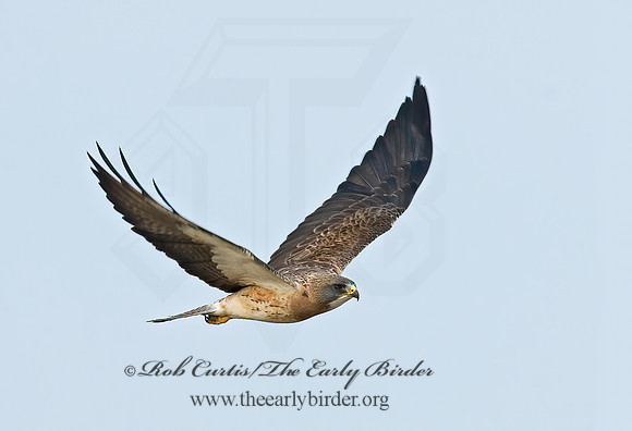 Buteo swainsoni  SWAINSON'S HAWK 7011643z