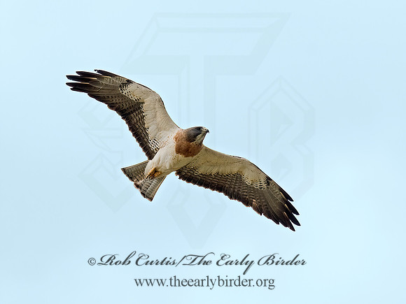 Buteo swainsoni  SWAINSON'S HAWK 6027830z