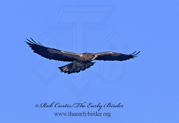 Buteo swainsoni  SWAINSON'S HAWK 144625z