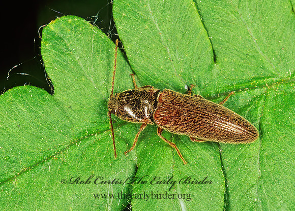 Hemicrepidius hemipodus 134907 z