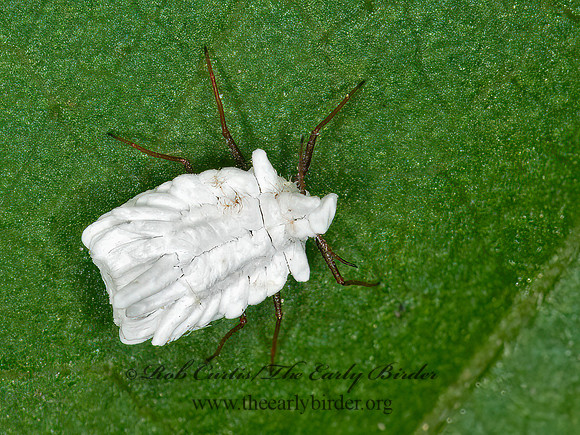 Ortheziidae  ENSIGN SCALE 3013602z