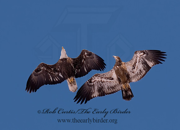 Haliaeetus leucocephalus  BALD EAGLE 6020663z