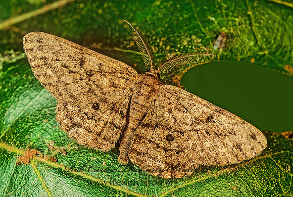 Hypomecis umbrosaria BOARMINI GEOMETRID MOTH 114014z