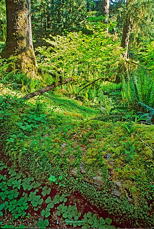 TEMPERATE RAIN FOREST 132923z