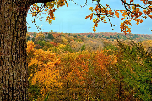 FALL FOREST SCENE 5016974z