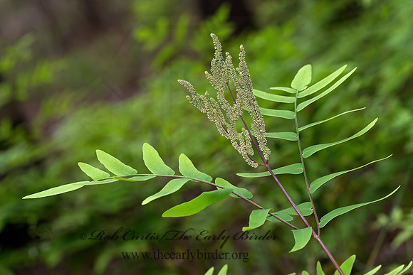 Osmunda spectabilis  AMERICAN ROYAL FERN  3028289z