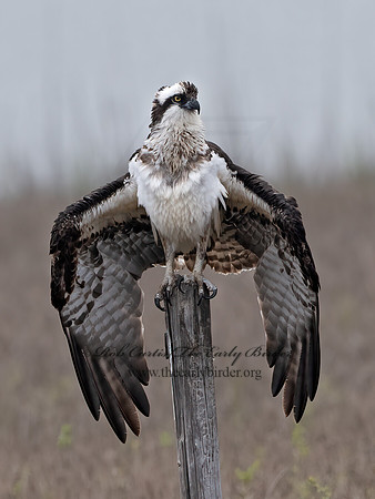Pandion haliaetus  OSPREY 3029747z