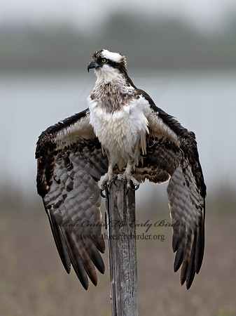 Pandion haliaetus  OSPREY 3029749z