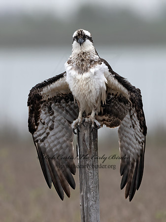 Pandion haliaetus  OSPREY 3029750z