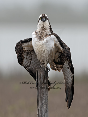 Pandion haliaetus  OSPREY 3029758z