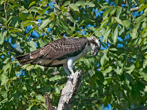 Pandion haliaetus  OSPREY 3016408z
