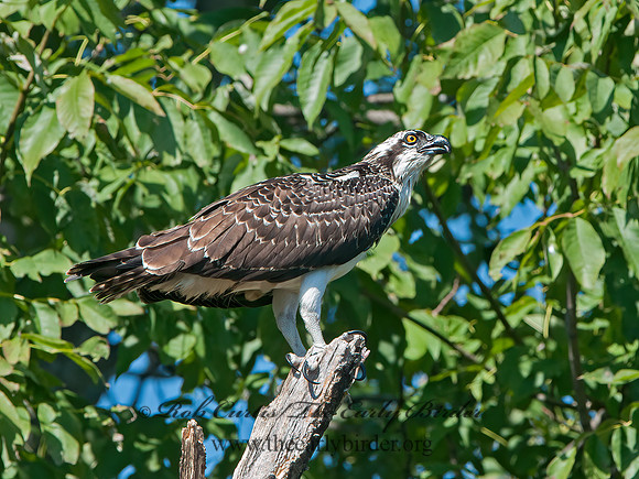 Pandion haliaetus  OSPREY 3016397z