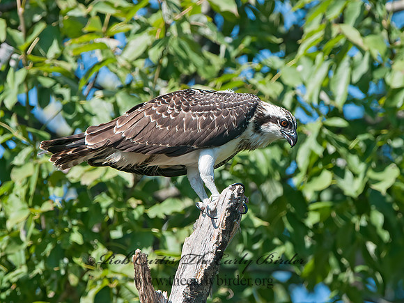 Pandion haliaetus  OSPREY 3016406z