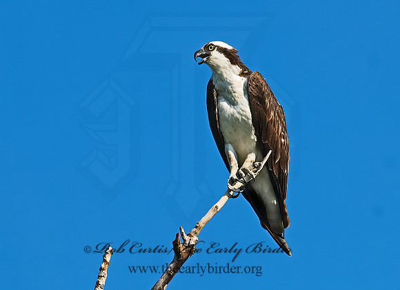 Pandion haliaetus  OSPREY 7011869z
