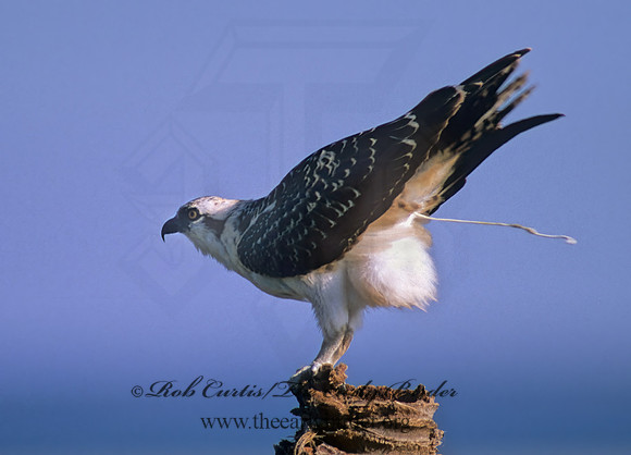 Pandion haliaetus  OSPREY 258013z