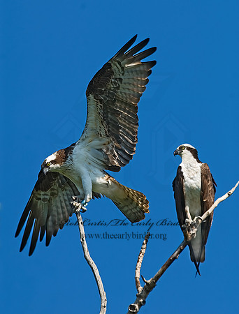 Pandion haliaetus  OSPREY 7011951z