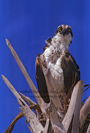 Pandion haliaetus  OSPREY 271429z