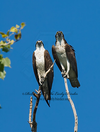 Pandion haliaetus  OSPREY 7011906z
