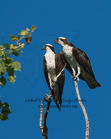Pandion haliaetus  OSPREY 7011912z