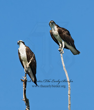 Pandion haliaetus  OSPREY 7011892z