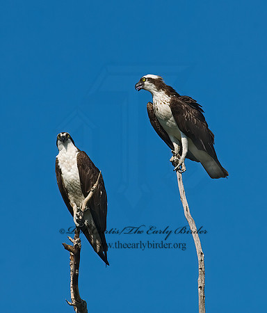 Pandion haliaetus  OSPREY 7011896z